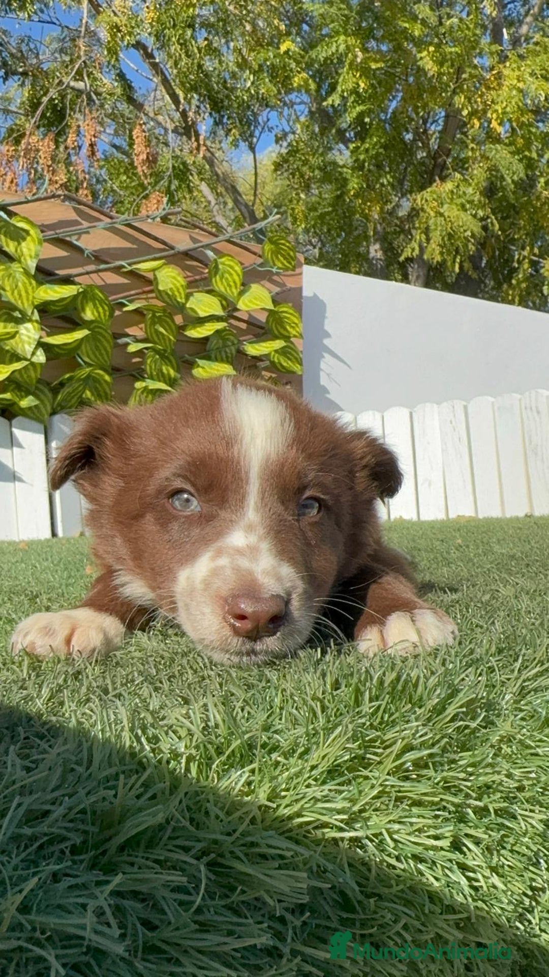 Border Collie perros en venta: BORDER COLLIE MACHO - Anuncio 2