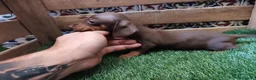 Teckel Miniatura perros en venta: Teckel kaninchen - Anuncio 3