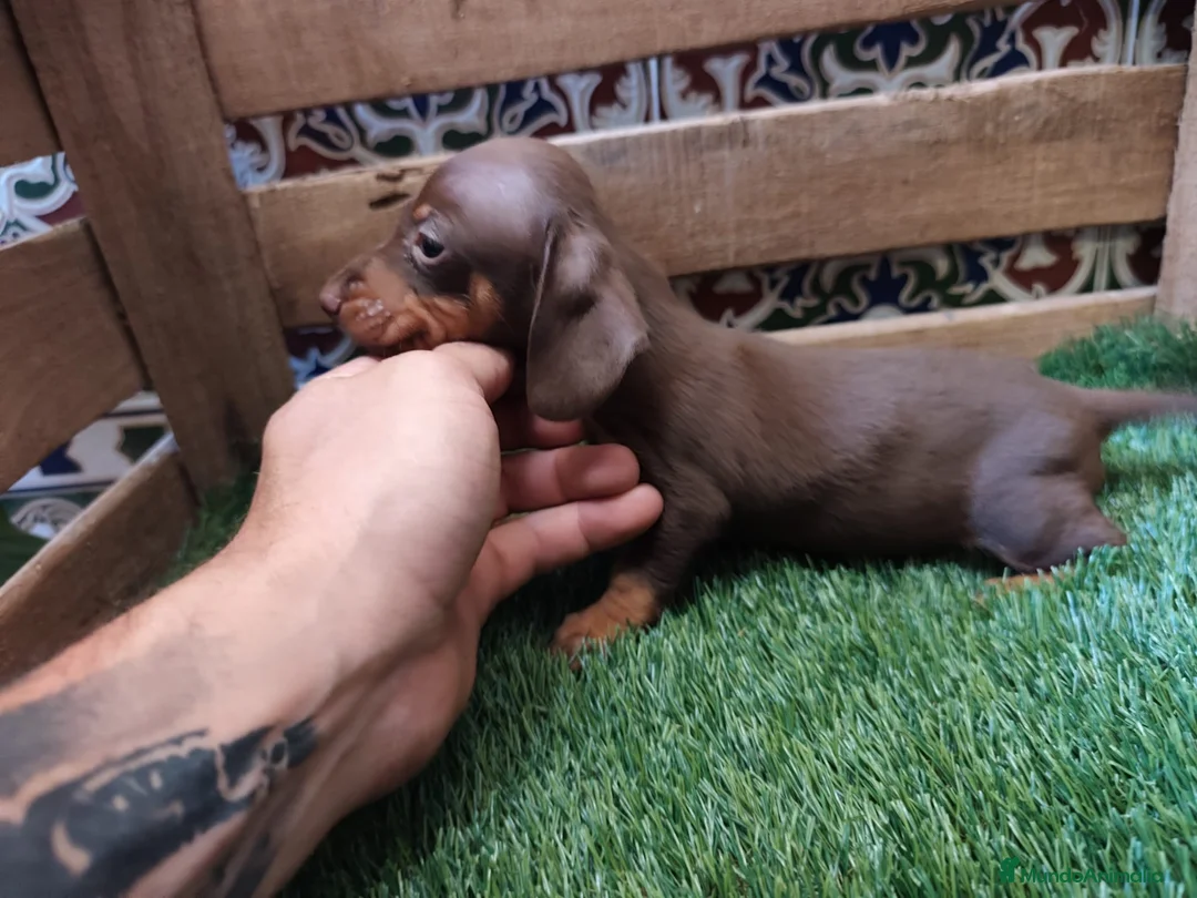 Teckel Miniatura perros en venta: Teckel kaninchen - Anuncio 3