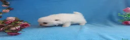 Pomerania perros en venta: IMPRESIONANTES POMERANIA MACHOS Y HEMBRAS  - Anuncio 10
