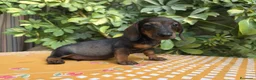 Teckel Miniatura perros en venta: TECKEL MINIATURA JABALI  - Anuncio 1
