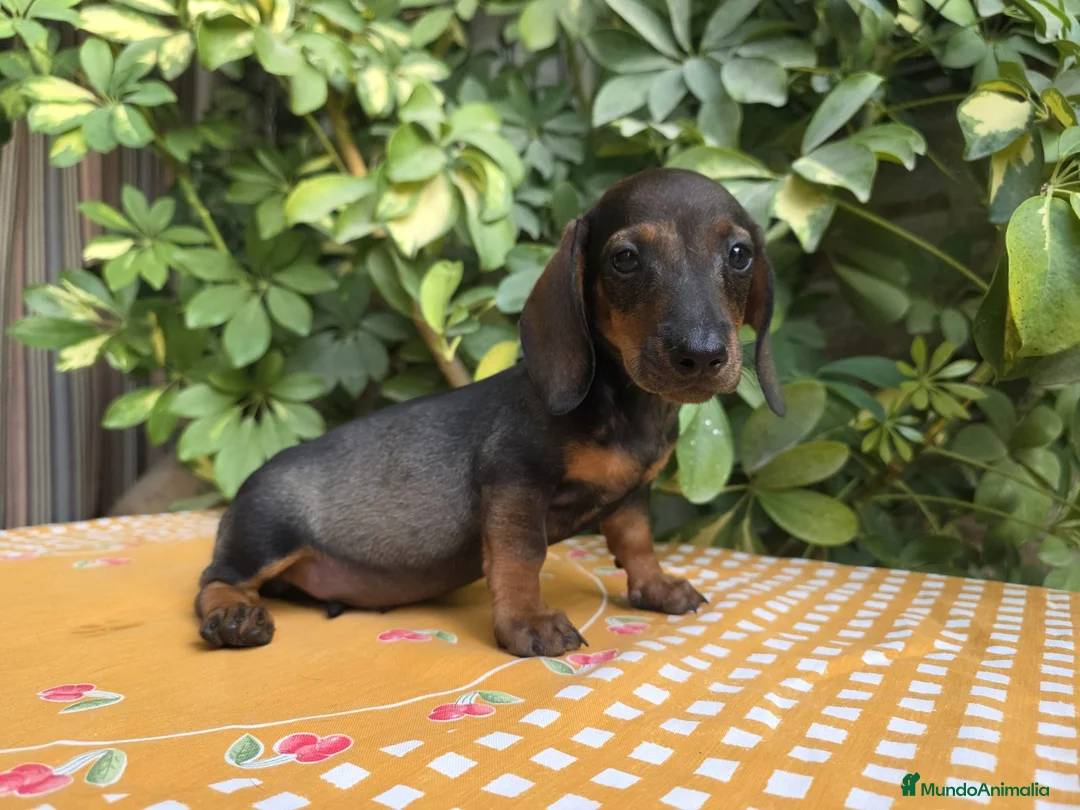 Teckel Miniatura perros en venta: TECKEL MINIATURA JABALI  - Anuncio 1