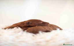 Caniche Toy perros en venta: Caniche toy rojos machos - Imagen 20