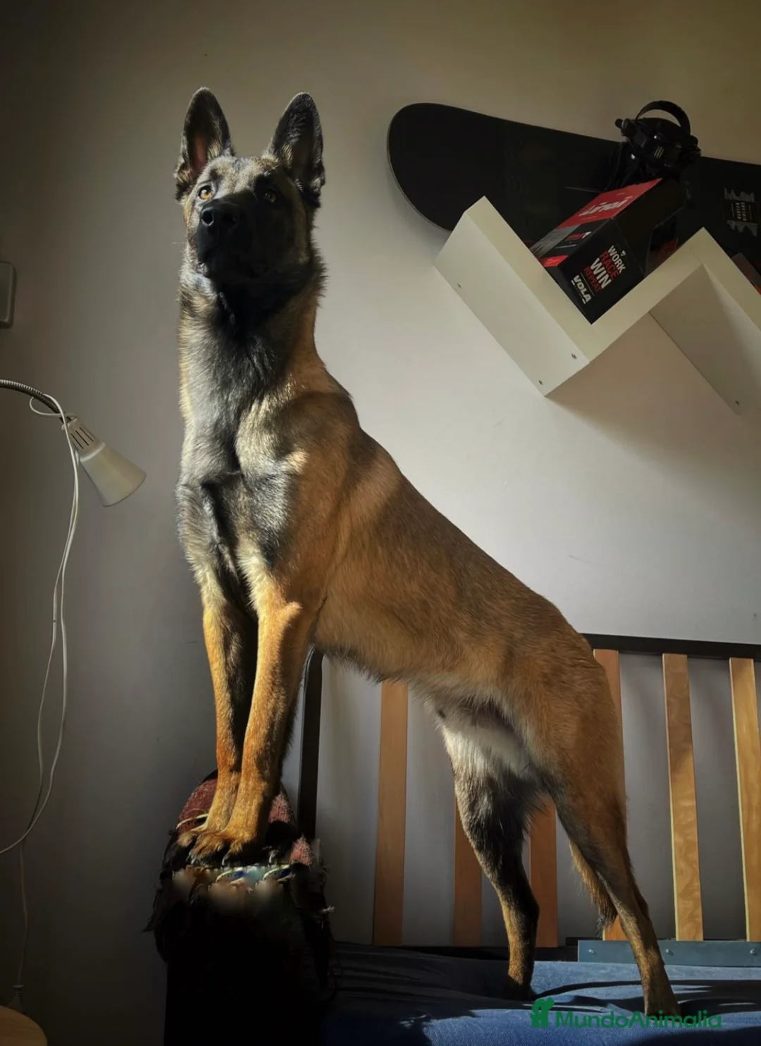 Imagen de galería {{count}}