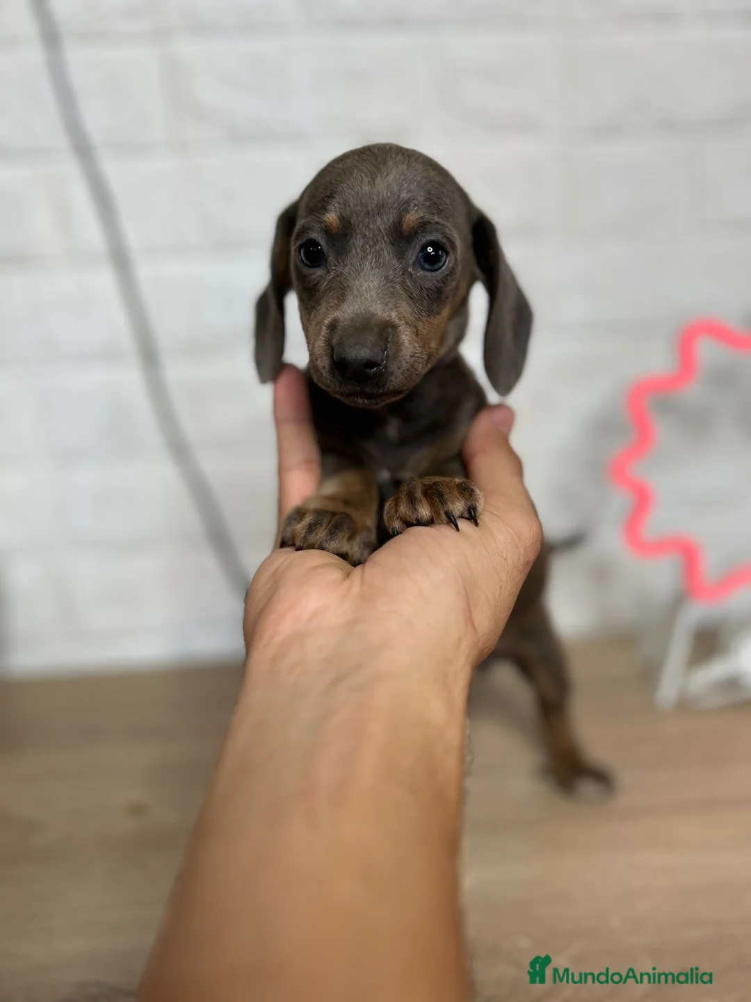 Teckel perros en venta: TECKEL PRECIOSOS !!!! en Badajoz - Anuncio 2