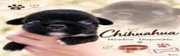 Chihuahua perros en venta: Chihuahas cabeza de manzana - Anuncio 5