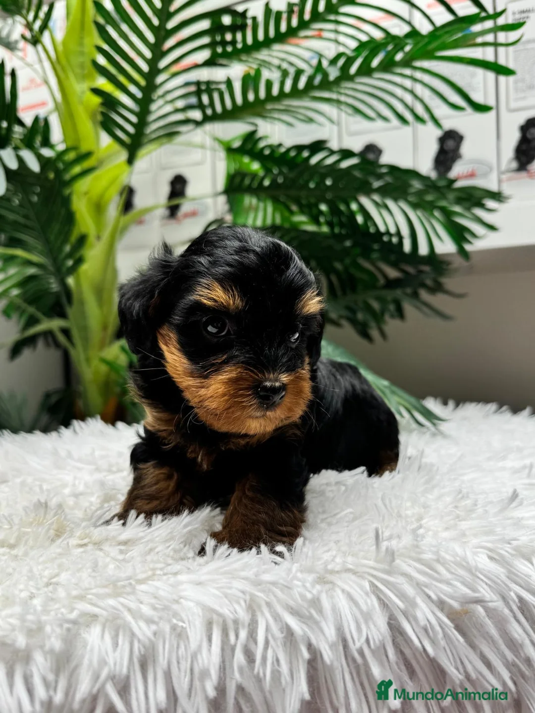 Maltipoo perros en venta: MALTIPOO 🎀 - Anuncio 1