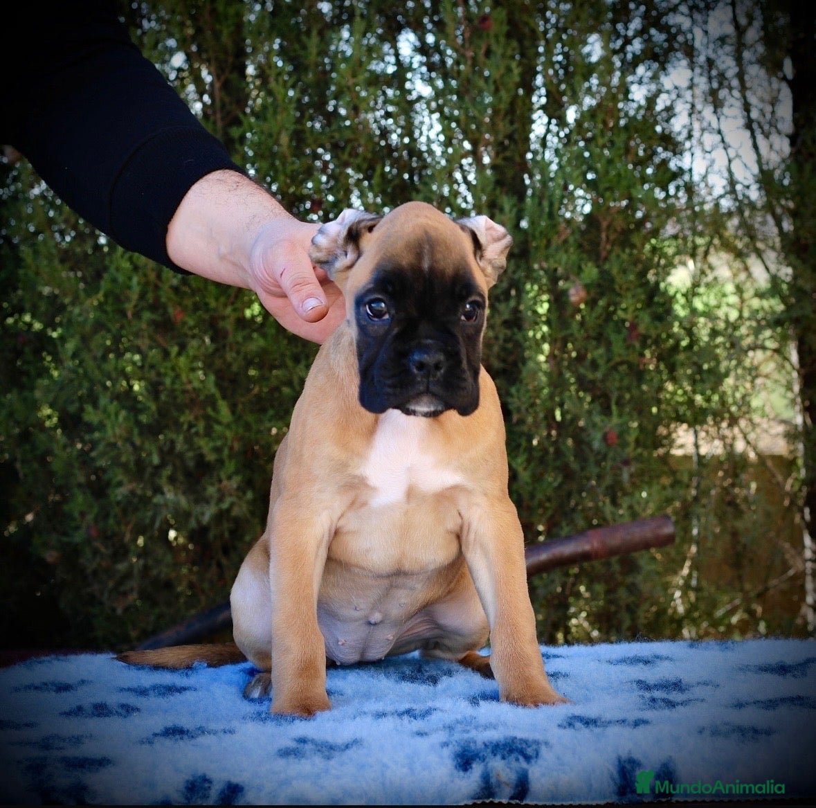 Boxer perros BOXER HEMBRA DORADA - Anuncio 1