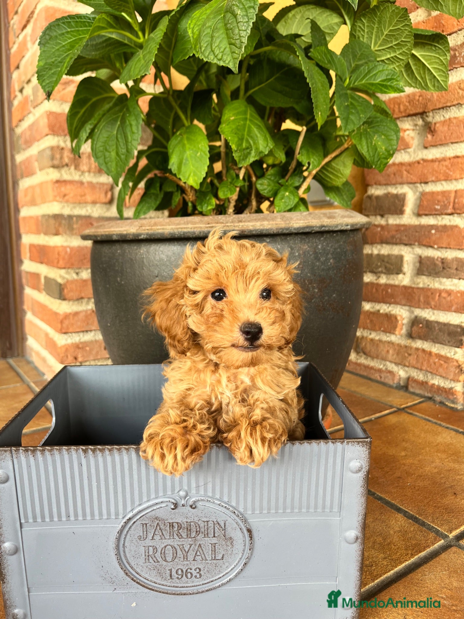 Caniche Toy perros Caniche  - Anuncio 3