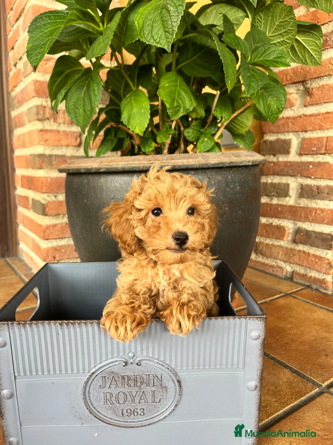 Caniche Toy perros en venta: Caniche  - Anuncio 1