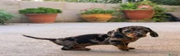 Teckel Miniatura perros en venta: Teckel mini Arlequín de calidad  - Anuncio 6