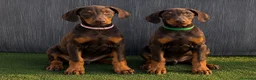 Dobermann perros en venta: Preciosos dobermans chocolate - Anuncio 1