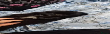 Pomchi Cachorro 4