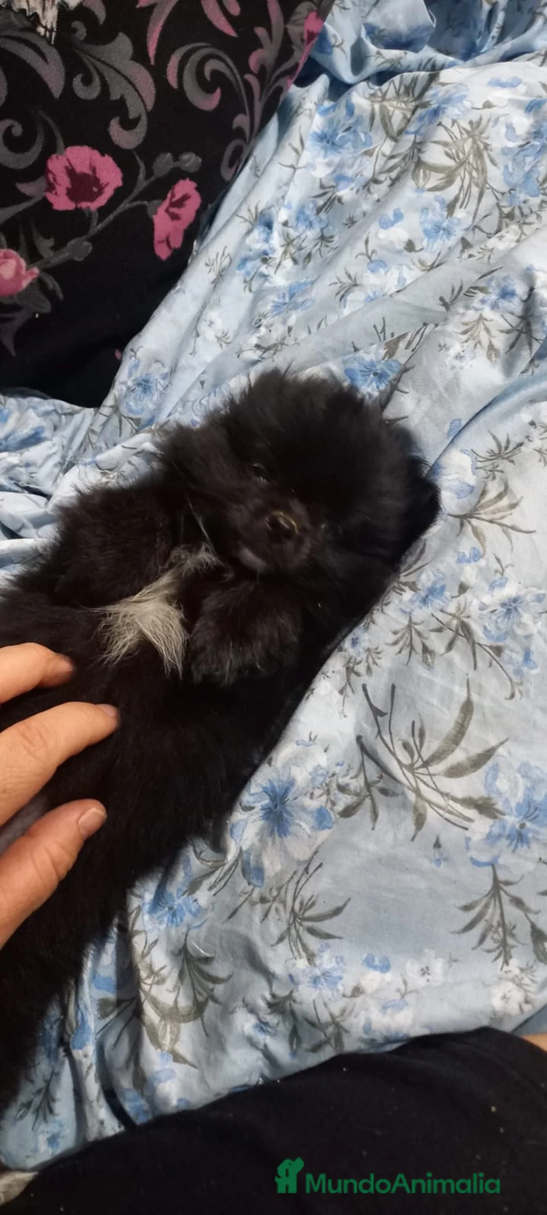 Pomchi perros en venta: Última pomchi negra super bonita y pequeña  - Anuncio 2