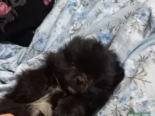 Pomchi perros Última pomchi negra super bonita y pequeña - Anuncio 3