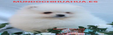 Pomerania Cachorro 1