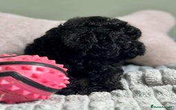 Caniche Toy perros en venta: CANICHE TOY NEGROS DISPONIBLES - Imagen 6