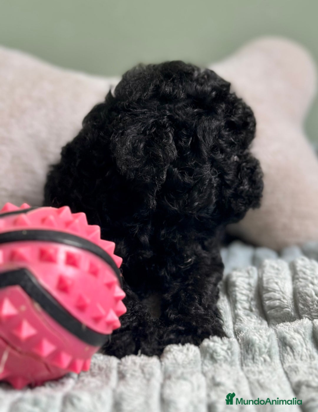 Caniche Toy perros en venta: CANICHE TOY NEGROS DISPONIBLES - Imagen 6