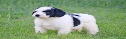 Perro de Agua Español perros en venta: Camada de perro de agua  - Anuncio 6