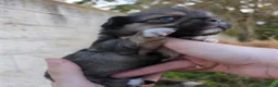 Chihuahua perros en venta: Chihuahas cabeza de manzana - Anuncio 13