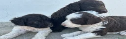 Perro de Agua Español perros en venta: Perros de agua Máxima calidad Espectaculares - Anuncio 10