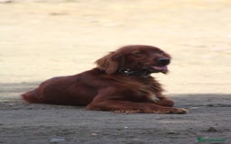 Setter Irlandés Rojo perros en venta: Setter irlandés rojo - Anuncio 4