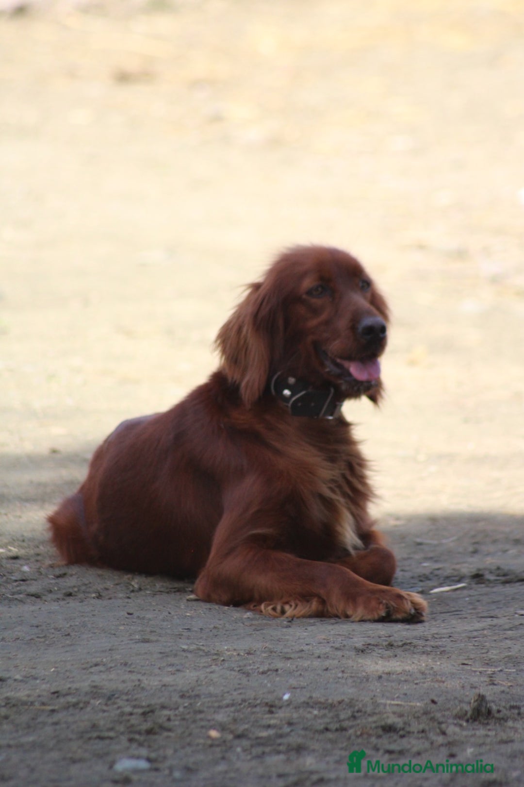 Setter Irlandés Rojo perros en venta: Setter irlandés rojo - Anuncio 4