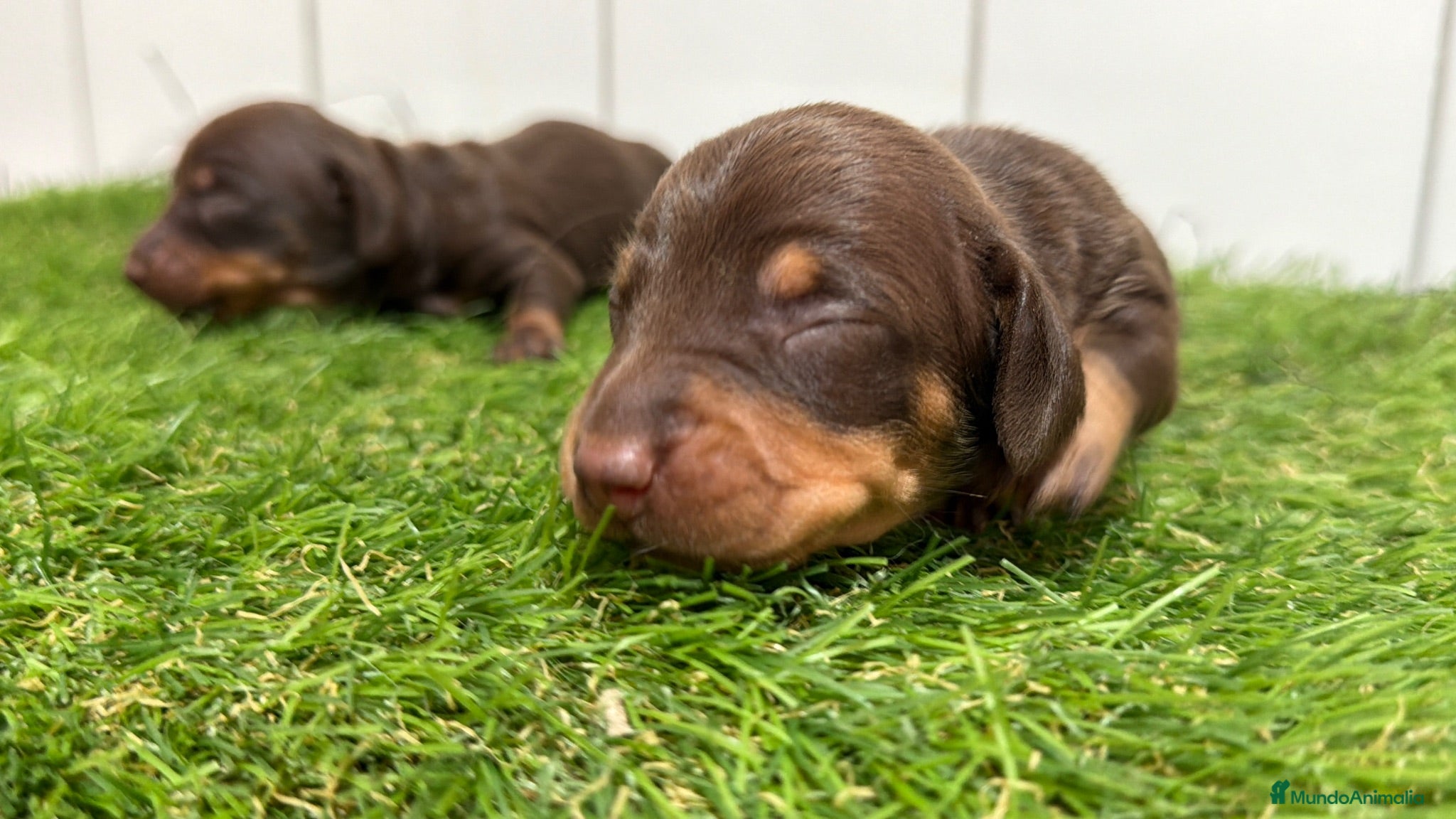 Teckel Miniatura perros Cachorros Teckel Miniatura Chocolate  - Anuncio 1