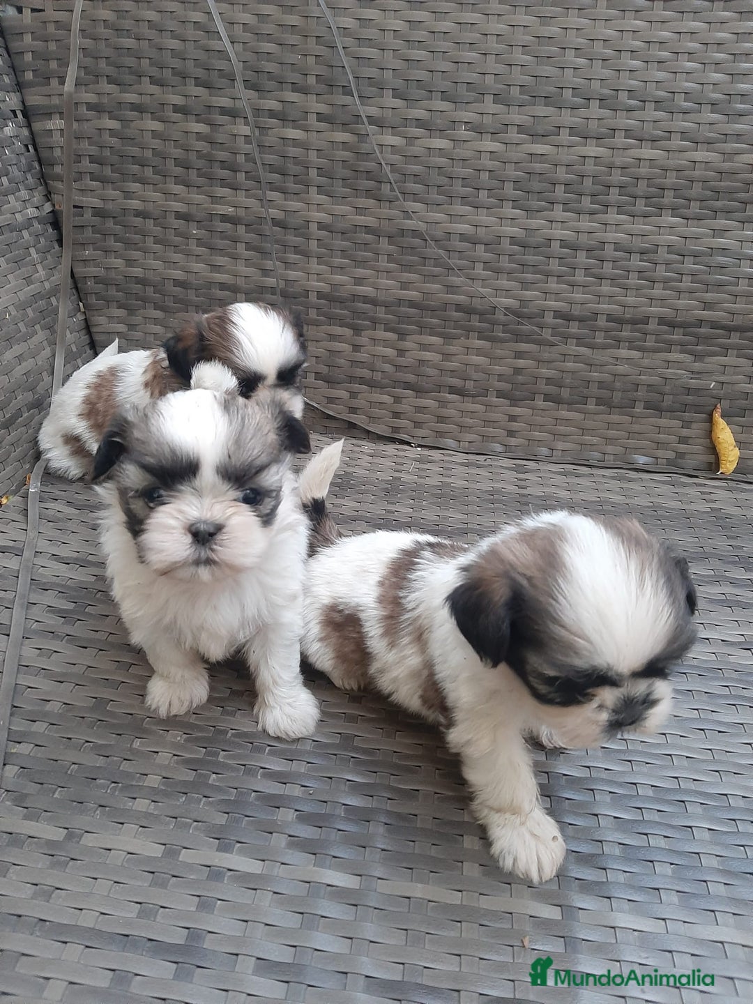 Shih Tzu perros en venta: Shih tzu bicolor - Imagen 9