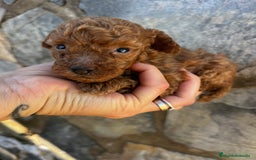 Caniche Toy perros en venta: Caniche micro toy  - Imagen 3