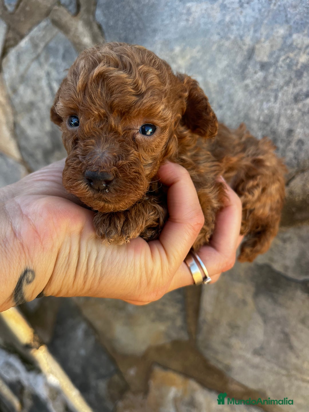 Caniche Toy perros en venta: Caniche micro toy  - Imagen 3