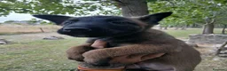 Pastor Belga Malinois perros en venta: Pastor Belga Malinois - Anuncio 5