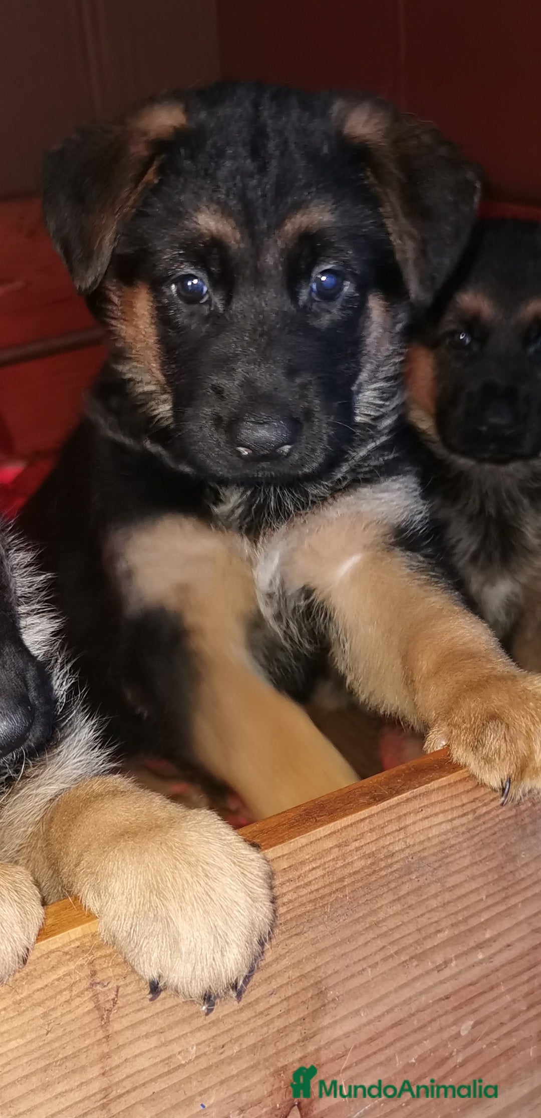 Pastor Alemán perros en venta: CACHORROS PASTOR ALEMÁN  - Anuncio 1