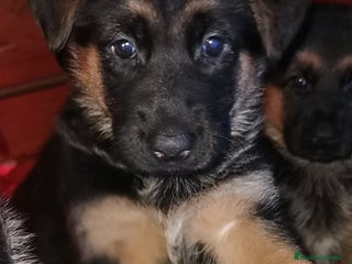 Pastor Alemán perros CACHORROS PASTOR ALEMÁN - Anuncio 2