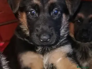 Pastor Alemán perros CACHORROS PASTOR ALEMÁN - Anuncio 26