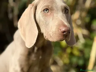 Weimaraner perros Braco de weimar, Weimaraner - Anuncio 2