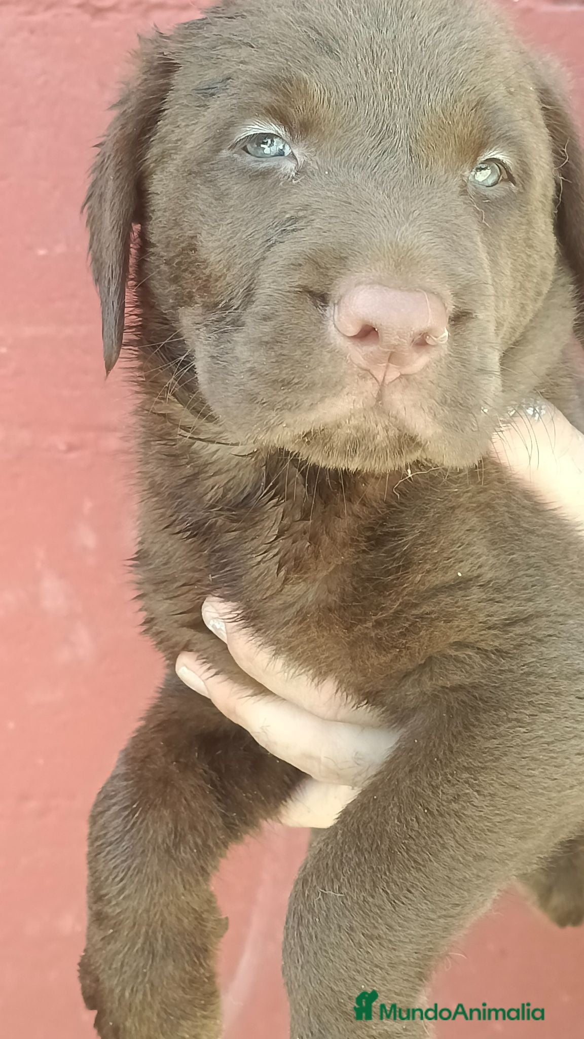 Labrador Retriever perros Labrador retriever chocolate  - Anuncio 1