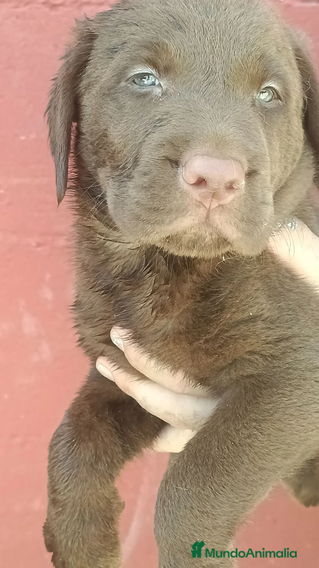 Labrador Retriever perros en venta: Labrador retriever chocolate  en Granada - Anuncio 1