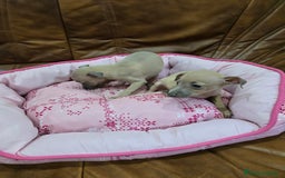 Pequeño Lebrel Italiano perros en venta: Piccolo italiano - Anuncio 4