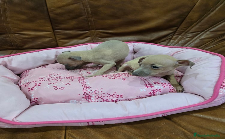 Pequeño Lebrel Italiano perros - Anuncio 4