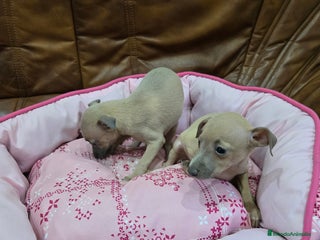 Pequeño Lebrel Italiano perros - Anuncio 6