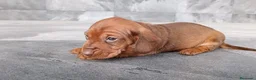 Teckel Miniatura perros en venta: Teckel mink - Anuncio 3