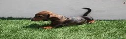 Teckel Miniatura perros en venta: Teckel Miniatura  - Anuncio 2