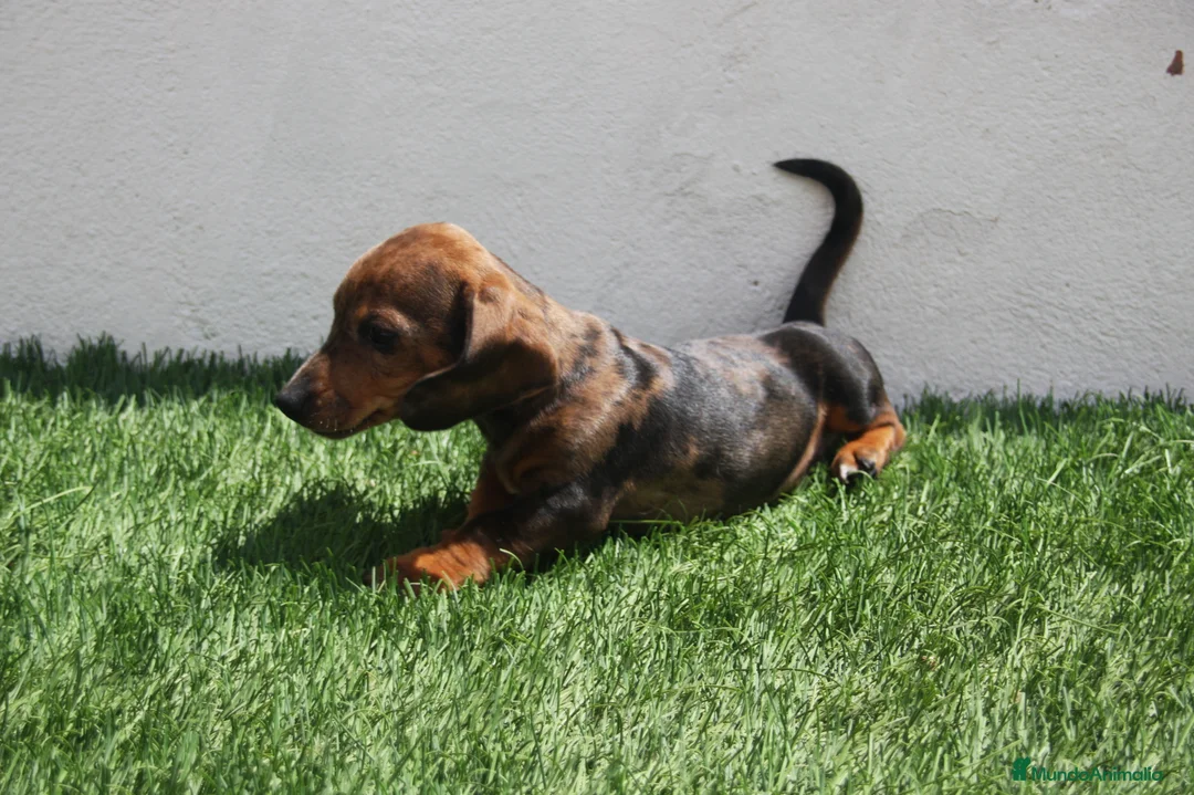 Teckel Miniatura perros en venta: Teckel Miniatura  - Anuncio 2