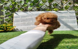 Caniche Toy perros en venta: Caniche rojo - Imagen 2