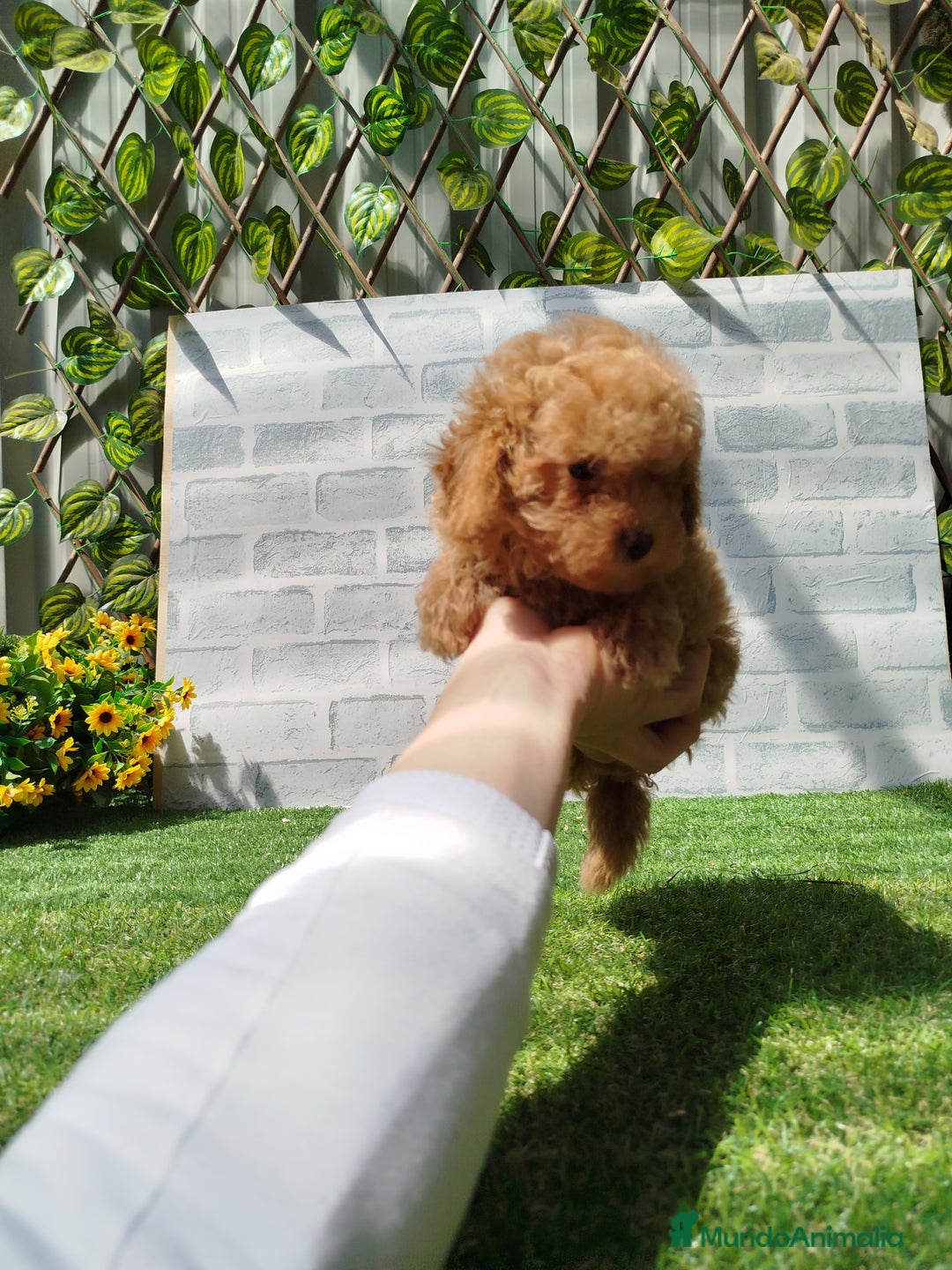 Caniche Toy perros en venta: Caniche rojo - Imagen 2