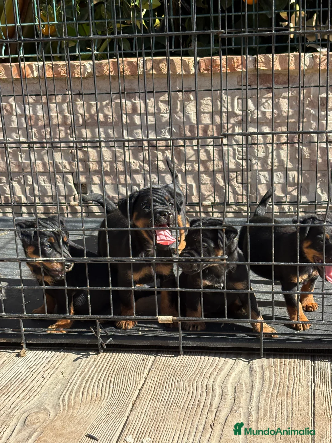 Terrier Alemán de Caza perros en venta: Disponibles cachorros Jagd terrier  - Anuncio 7