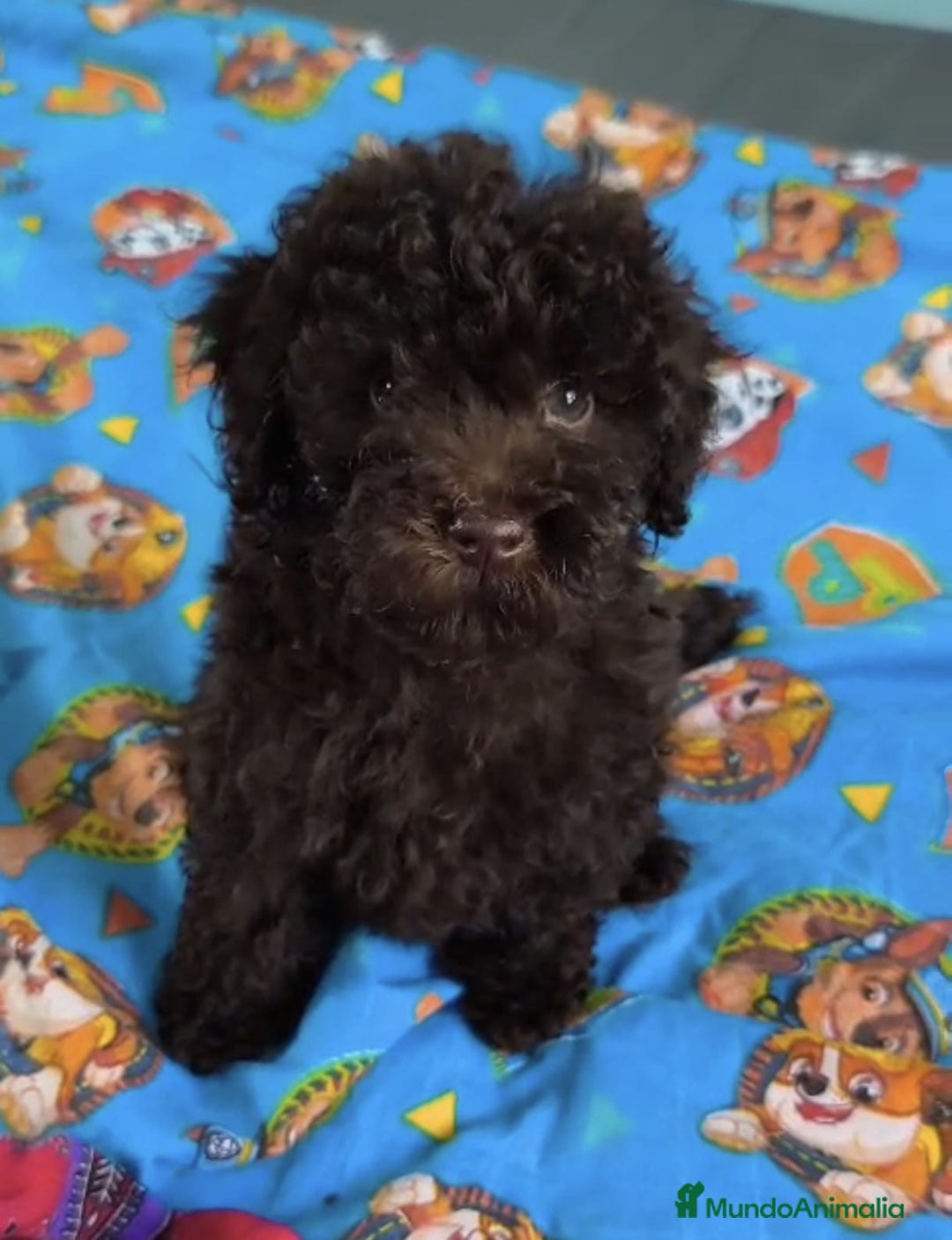 Caniche Enano perros en venta: Caniche chocolate - Imagen 1