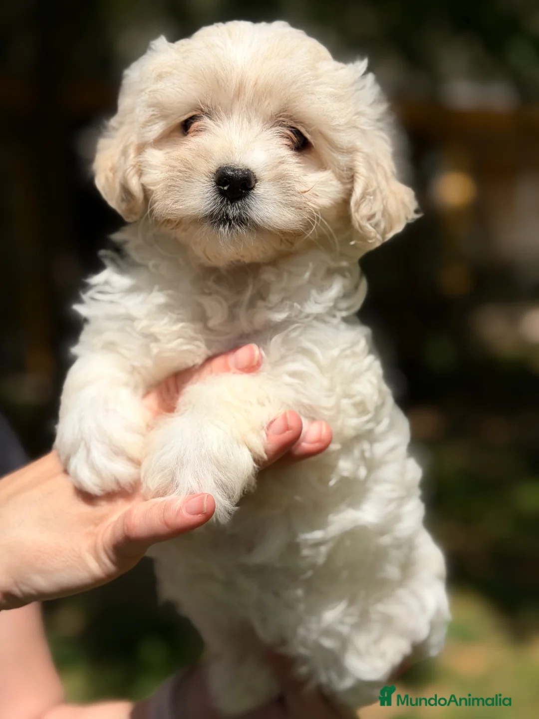 Bichón Maltés perros en venta: Bichón americana hembra  - Anuncio 1