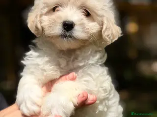 Bichón Maltés perros Bichón americana hembra - Anuncio 1